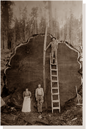 The American Chestnut grew to 100 feet tall and 10 or more feet in diameter.